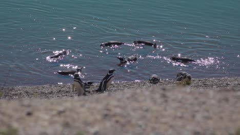 Gruppe-Von-Magellan-Pinguinen,-Die-Auf-Patagonien,-Argentinien,-Am-Ufer-Der-Halbinsel-Valdes-Schwimmen