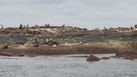 Static-wide-shot-showing-group-of-resting-sea-lions-on-rocky-island-during-cloudy-day-on-ocean-shore