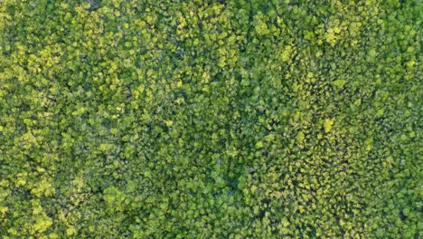 Luftbild-Von-Oben-Nach-Unten-Des-Natürlichen-ökologischen-Reservats