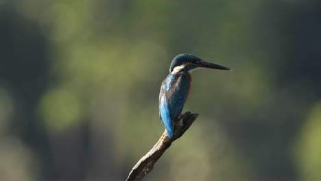 Kingfisher-in-pond-waiting-for-pray