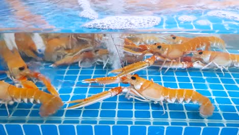 Orange-shrimps-gather-close-to-oxygen-bubbles-in-a-clean-transparent-glass-tank