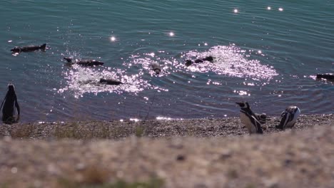 Pingüinos-De-Magallanes-En-La-Superficie-De-Aguas-Tranquilas-Durante-Un-Día-Soleado-En-Península-Valdés,-Costa-De-Patagonia,-Argentina