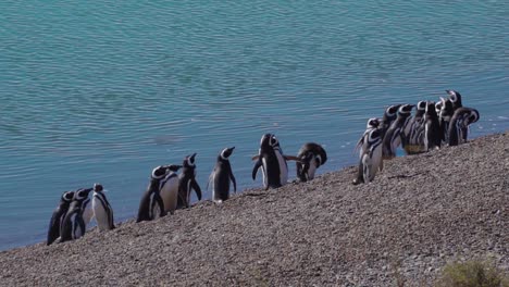 Magellanic-Penguins-In-The-Rocky-Seashore-Of-Peninsula-Valdes-In-Patagonia,-Argentina