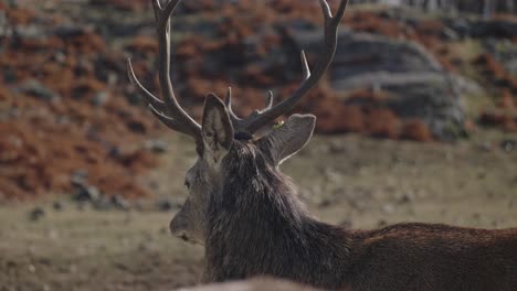 Red-Deer-Turning-Its-Head-Around-In-Slow-Motion---Omega-Park-In-Quebec,-Canada---close-up