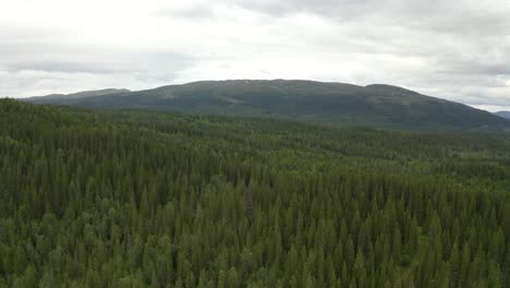 Lush-forest-in-Nordic-mountains