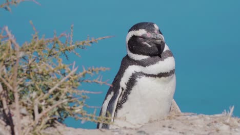 Nahaufnahme-Eines-Schlafenden-Magellan-Pinguins,-Der-Das-Sonnenlicht-Genießt