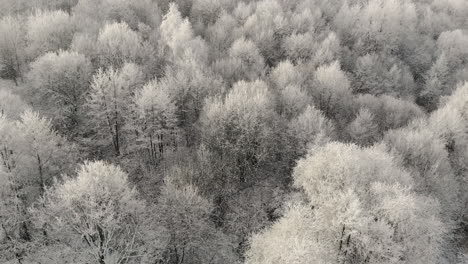 Aerial-view-of-the-frozen-forest,-frosted-trees,-snowy-winter-landscape