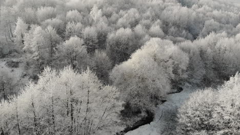 Aerial-woodland-landscape-at-winter,-panoramic-view-of-white-frost-rime-on-trees