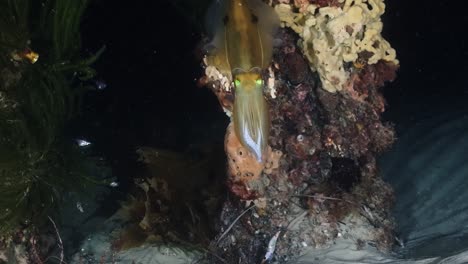 Southern-Calamari-Squid-hunting-and-catching-fish-at-night-Sepiotheuthis-australis-4k-60fps-slow-motion