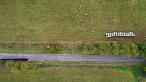 lambs-graze-in-a-field