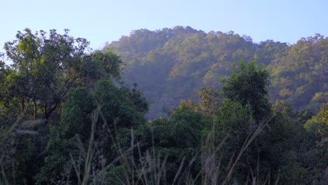 Morgensonne-Auf-Bergen-Wenige-Aus-Dem-Dschungel-Indien-Maharashtra