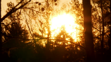 Setting-golden-sun-through-tree-branches.-Static-shot