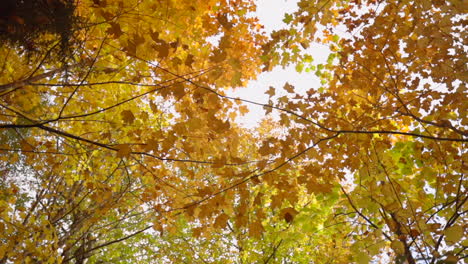 Hojas-Naranjas-Y-Amarillas-Vibrantes,-ángulo-Bajo-Mirando-Hacia-Los-árboles