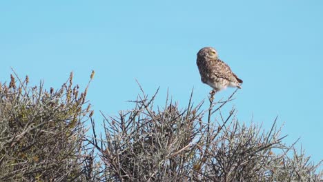 Wild-Owl-standing-on-wooden-branch-of-bush-in-the-Patagonian-Desert-and-observing-the-area