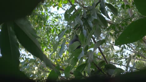 A-lonely-avocado-fruit-still-on-the-tree-waiting-and-ready-to-be-harvested