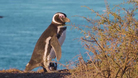 Pingüino-De-Magallanes-En-La-Reserva-Natural-En-Un-Día-Soleado---Tiro-Estático