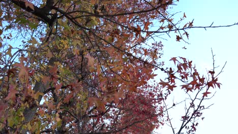 Blätter-An-Einem-Baum-Im-Herbst
