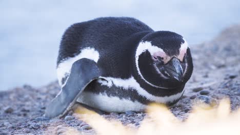 Close-up-shot-of-Magellanic-Penguin-with-sleepy-eyes,-resting-on-rock-in-nature