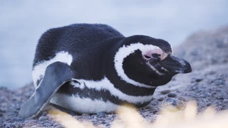 Close-Up-Of-A-Magellanic-Penguin-Resting-On-A-Sunny-Day---close-up,-static-shot