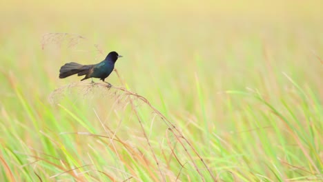 grackle-maintains-composure-while-perched-on-windy-reeds
