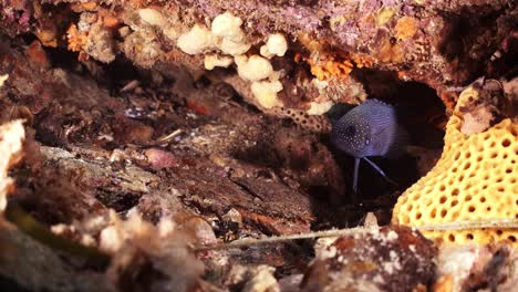 Pez-Diablo-Azul-Del-Sur-Paraplesiops-Meleagris-Endémico-Sur-De-Australia-4k-Cámara-Lenta
