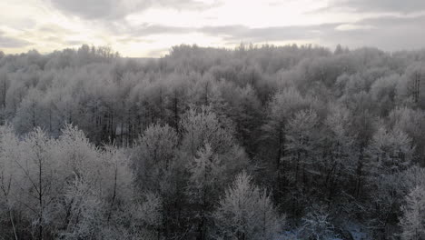 Frost-on-trees,-forest-aerial-view-at-sunrise,-morning-in-winter-woodland