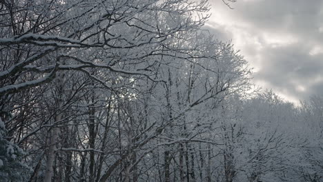Bare-Trees-Covered-With-Snow-Against-Overcast-Sky-During-Snowy-Season-In-Orford-Quebec,-Canada---tilt-down
