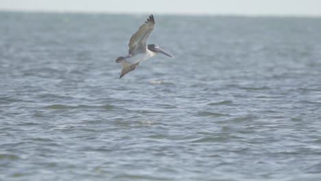 Brauner-Pelikan,-Der-Mit-Flügeln-In-Zeitlupe-über-Das-Meerwasser-Gleitet-Und-Gleitet