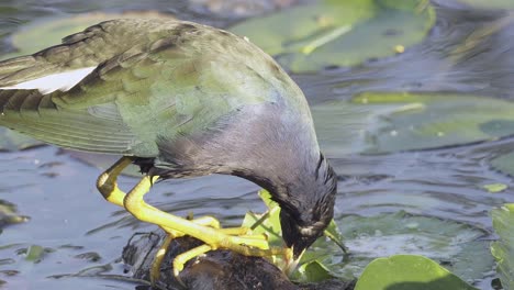 colorful-purple-gallinule-eating-water-lily-with-beak-in-slow-motion