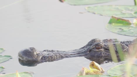 Nahaufnahme-Eines-Alligatorkopfes,-Der-Durch-Seerosenblätter-Und-Schilf-Schwimmt