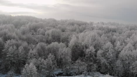 frost-on-tree-tops-aerial-view,-wintertime-landscape,-wonderful-winter-scene