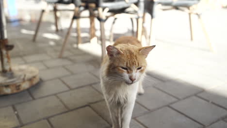 Gato-Callejero-Bostezando-Ante-La-Cámara-En-La-Calle-De-Essaouira,-Marruecos