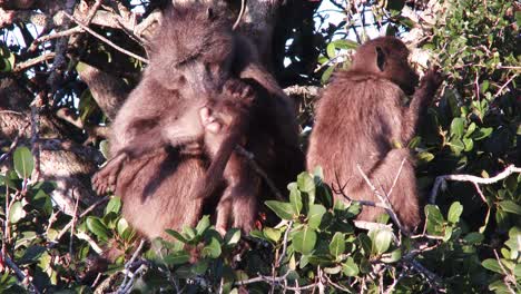 A-female-baboon-grooms-her-infant-while-high-in-a-tree