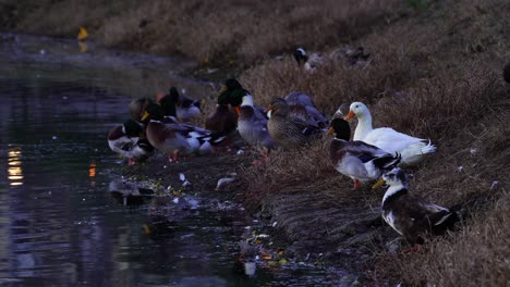 Ducks-standing-on-lake-shore,-chilling-alongside-calm-water-at-morning