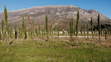 Nuevos-árboles-Plantados-En-La-Plaza-Del-Campo-Comunista-De-Tepelena-Rodeado-De-Dormitorios-En-Ruinas