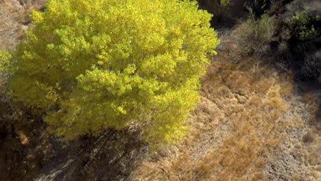Pico-Canyon,-Kalifornien-Und-Seine-Herbstfarben