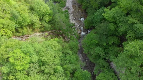 aerial-top-down-view-of-secluded-stream-running-through-forest-with-many-trees