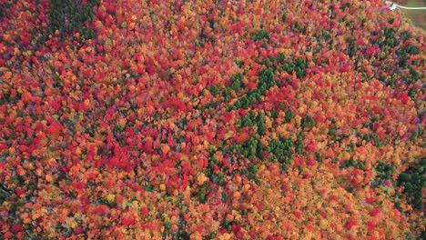 Aerial-View-of-Red-Orange-Yellow-and-Green-Tree-Leaf-in-Dense-Forest-on-Autumn