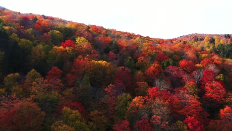 Aerial-View-of-Vivid-Dense-Forest-in-Autumn-Foliage-Colors