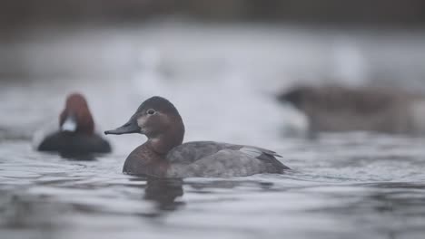 Female-Common-Pochard-duck-in-a-pond-slow-motion