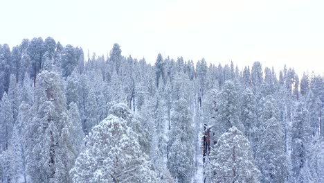 Aerial-4K-footage-of-Sequoia-National-Park-covered-in-snow-3