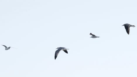 flock-of-seagulls-flying-against-sky-in-slow-motion