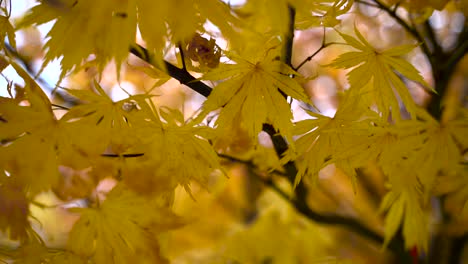 Close-up-of-beautiful-yellow-autumn-leaves-against-white-sky---slow-motion