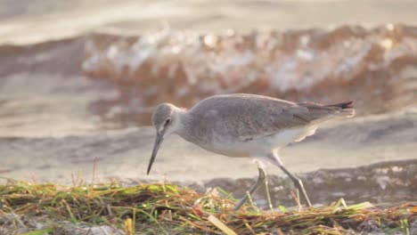 sandpiper-walking-along-beach-shore-with-crashing-waves-in-background-in-slow-motion