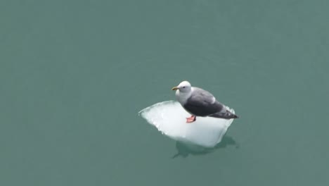 Seagull-resting-on-a-small-piece-of-ice,-floating-in-the-Glacier-Bay-waters,-Alaska