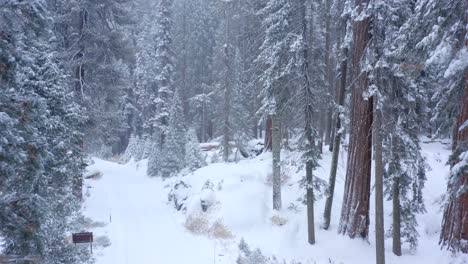 Aerial-4K-footage-of-Sequoia-National-Park-covered-in-snow-5