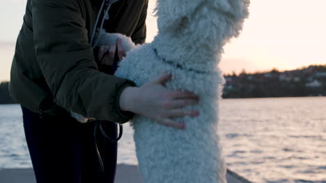 Woman-by-water-petting-standing-white-standard-poodle-dog-in-slow-motion