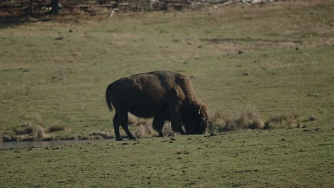 Bison-Grazing-On-Field-In-Parc-Omega,-A-Safari-Park-In-Quebec,-Canada
