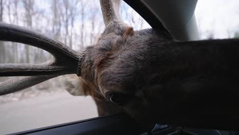 Adorable-Bull-Elk-Head-With-Its-Long-Snout-Inside-The-Car-Reaching-The-Carrot-The-Tourist-Is-Holding-In-Parc-Omega,-Quebec,-Canada---Closeup-Shot,-Slow-Motion