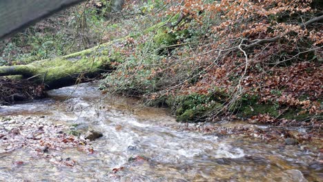 Clam-flowing-river-under-fallen-tree-in-idyllic-Autumn-woodland-lush-foliage-dolly-left